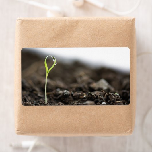 芽が出ている ラベル (インサイチュ)