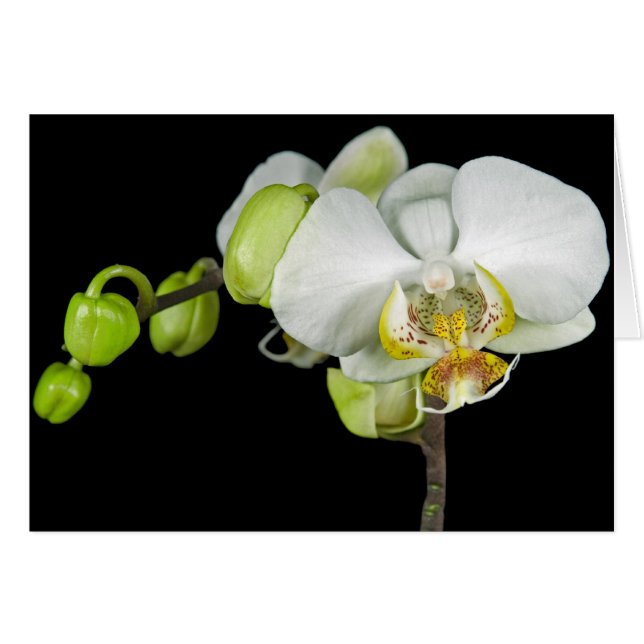 芽と花 (正面横)