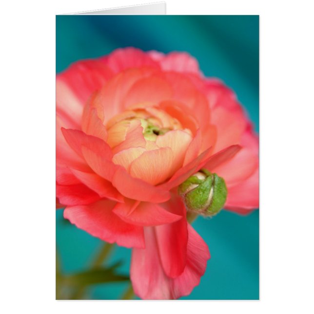 芽とranunculous (正面)