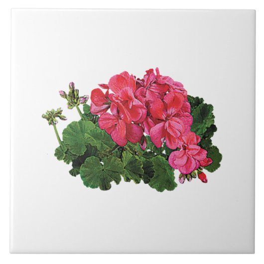 芽のある赤いゲラニウム タイル (正面)