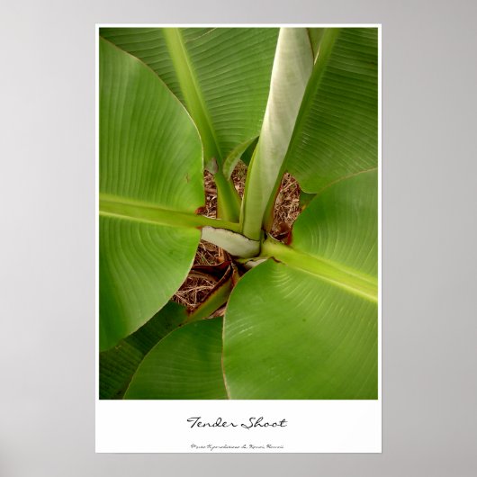 芽を出す ポスター (正面)