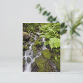 苔が岩を水やシダぼやけで覆った ポストカード (スタンド正面)