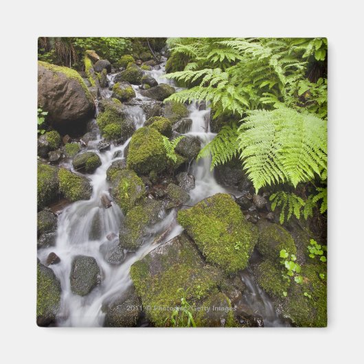 苔が岩を水やシダぼやけで覆った マグネット (正面)