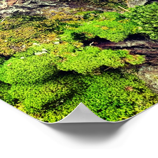 苔と樹皮の自然撮影ポスター ポスター (角)