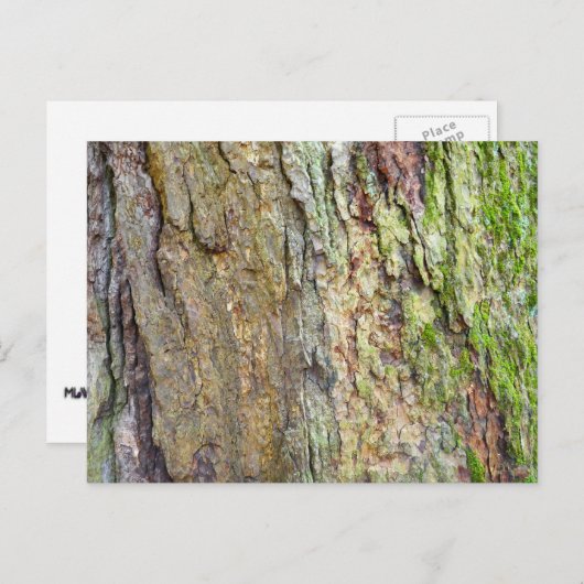 苔に覆われた木の樹皮 ポストカード (正面/裏面)