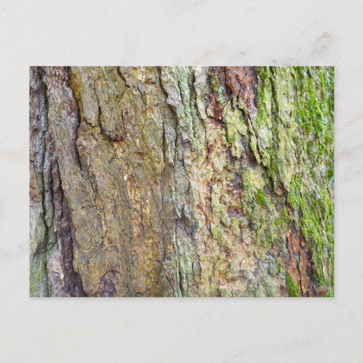 苔に覆われた木の樹皮 ポストカード (正面)