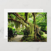 苔に覆われた緑の木 ポストカード (正面/裏面)