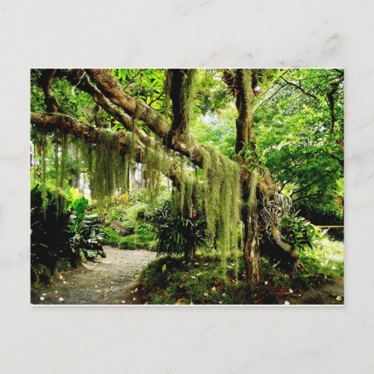 苔に覆われた緑の木 ポストカード (正面)