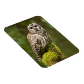 苔むした切り株にフクロウのバーレッド マグネット (右側)