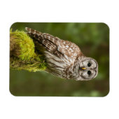苔むした切り株にフクロウのバーレッド マグネット (横)
