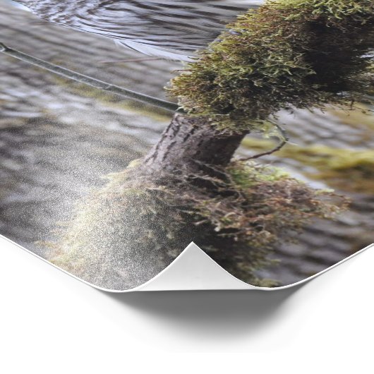 苔むした木に生えたフクロウ フォトプリント            (角)