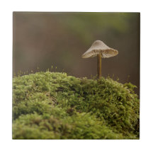 苔むした森の静かなキノコのアートプリント