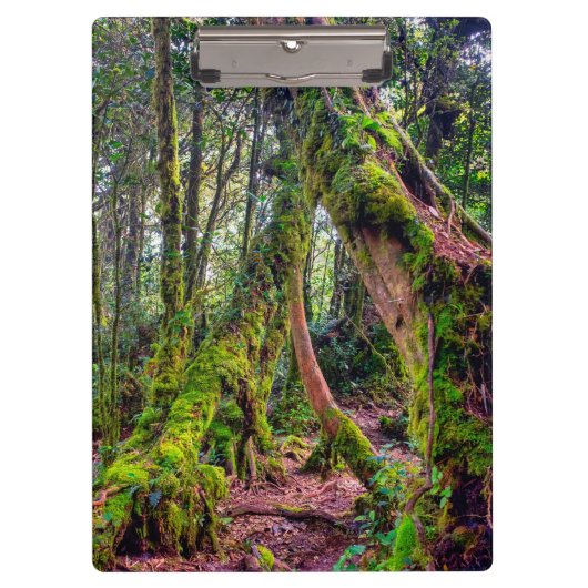 苔むした森 クリップボード (正面)