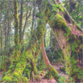 苔むした森 シール (正面)