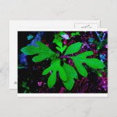 苗2 ポストカード (正面/裏面)