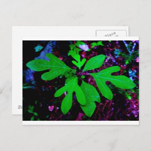 苗2 ポストカード (正面/裏面)