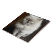 苛立たせられる見ている青ポイントヒマラヤ猫 タイル (側面)