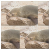 若いアシカ ファブリック (クローズアップ)