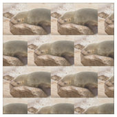 若いアシカ ファブリック (見本)