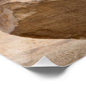 若いアシカ ポスター (コーナー)