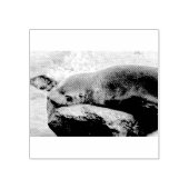 若いアシカ ラバースタンプ (インプリント)