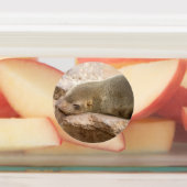 若いアシカ ラベル (貼付)