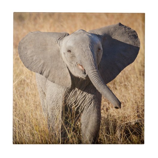 若いアフリカゾウ タイル (正面)