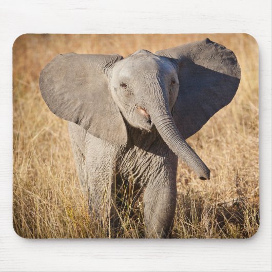 若いアフリカゾウ マウスパッド (正面)