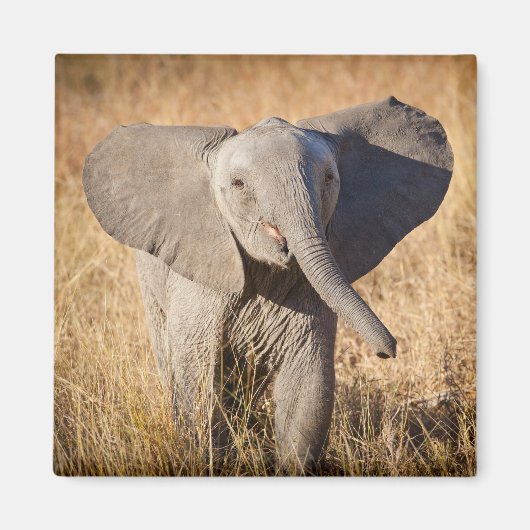 若いアフリカゾウ マグネット (正面)