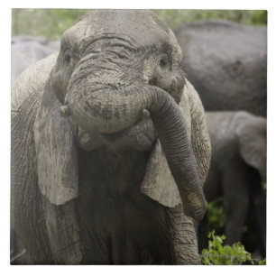 若いアフリカゾウ(Loxodontaのafricana) タイル