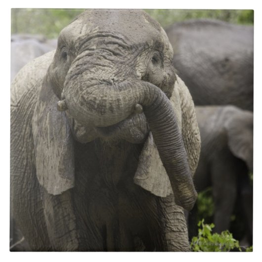 若いアフリカゾウ(Loxodontaのafricana) タイル (正面)