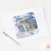 若いオスのホッキョクグマ スクエアシール (封筒)