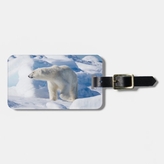 若いオスのホッキョクグマ ラゲッジタグ (正面横)