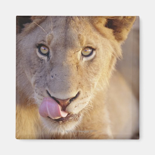 若いオスのポートレートが横たわっているクローズアップ マグネット (正面)