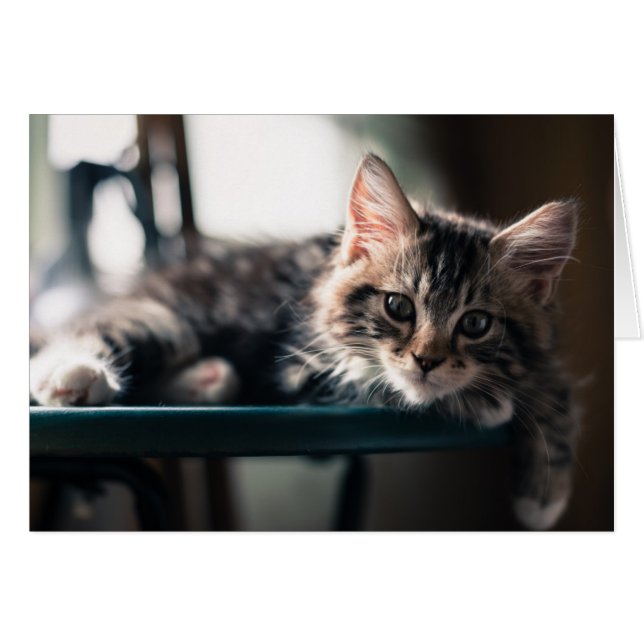 若いオスの虎猫猫2 (正面横)