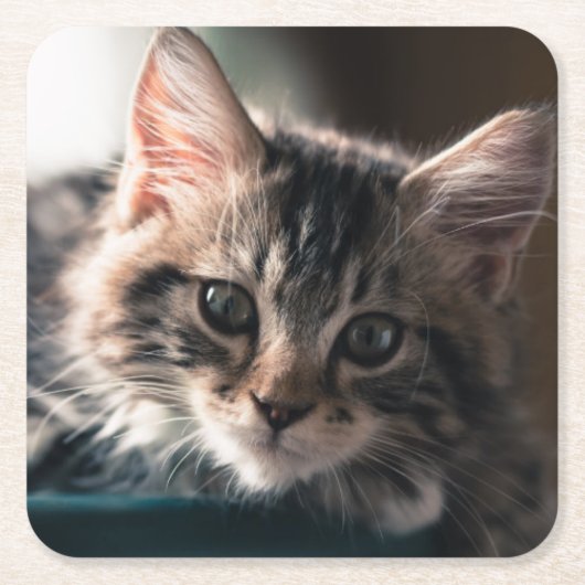 若いオスの虎猫猫2 スクエアペーパーコースター (正面)