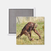 若いオランウータン歩くオン草 マグネット (正面/裏面)