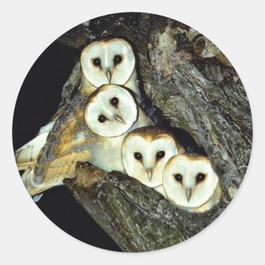 若いカモメ、9週間 ラウンドシール (正面)