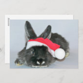 若いクリスマスのウサギ シーズンカード (正面/裏面)