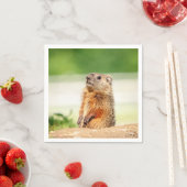 若いグラウンドホッグ スタンダードカクテルナプキン (インサイチュ)