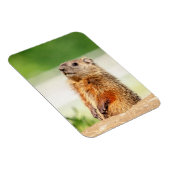 若いグラウンドホッグ マグネット (右側)