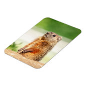 若いグラウンドホッグ マグネット (左側)