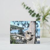 若いコアラがビーチの木に腰を下ろす ポストカード (スタンド正面)