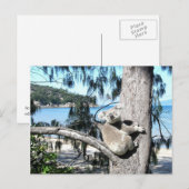 若いコアラがビーチの木に腰を下ろす ポストカード (正面/裏面)