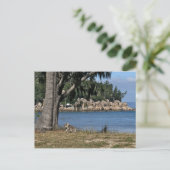 若いコアラがビーチ ポストカード (スタンド正面)