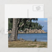 若いコアラがビーチ ポストカード (正面/裏面)