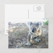 若いコアラ歩くアットザビーチ ポストカード (正面/裏面)