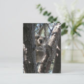 若いコアラ、ジェフリー湾、磁気島 ポストカード (スタンド正面)