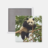 若いジャイアントパンダ磁石 マグネット (正面/裏面)