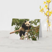 若いジャイアントパンダ カード (黄色い花)